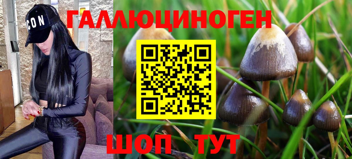 Псилоцибиновые грибы Psilocybine cubensis Печора
